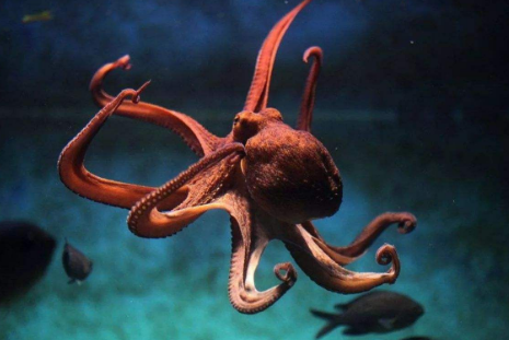 octopus squid cuttlefish 有什么区别哦