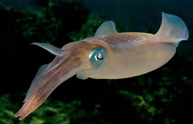 墨鱼，鱿鱼，乌贼这3种鱼的英文名称（cuttle fish,squid....）和样子有什么联系和区别呀？分不清啊