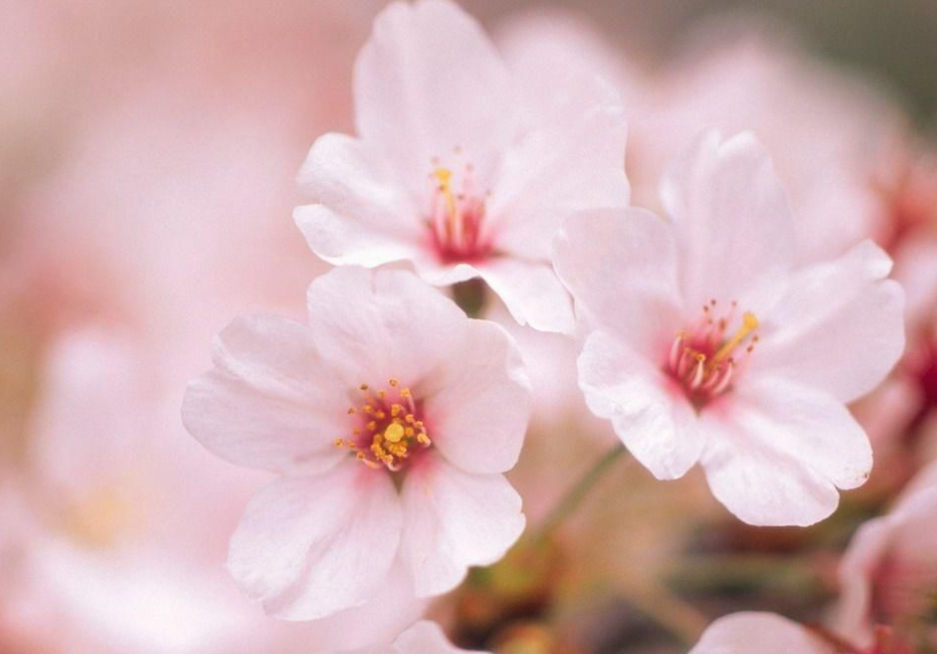 日文的樱花sakura可以作为英文吗