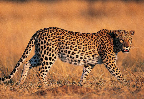 请问英语中panther puma cougar leopard jaguar的区别是什么