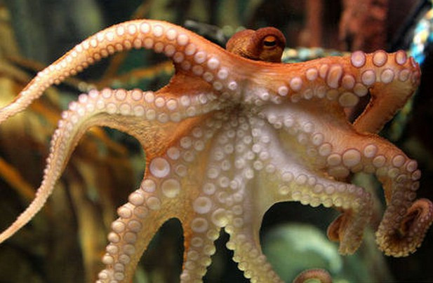 octopus英语怎么读？