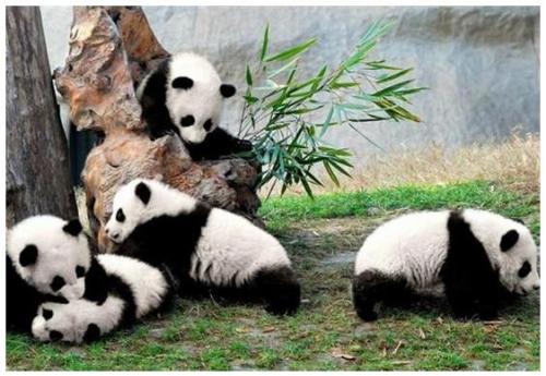 熊猫是只有中国才有吗？为什么只有中国才有熊猫？