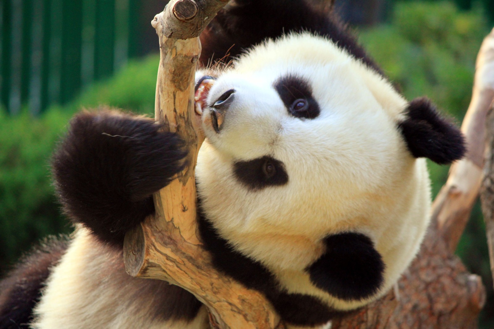大熊猫最长寿命多少岁？