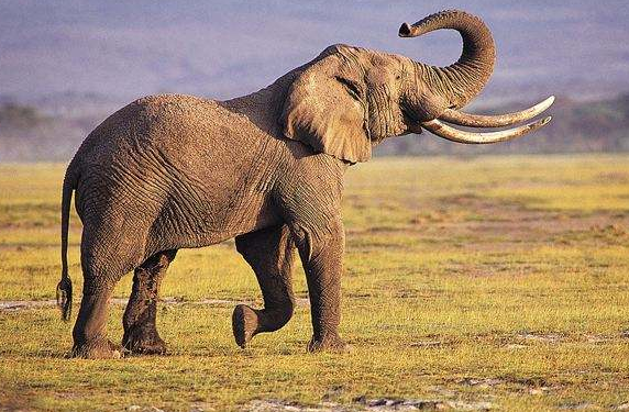 大象怀胎到生小象要多少时间？