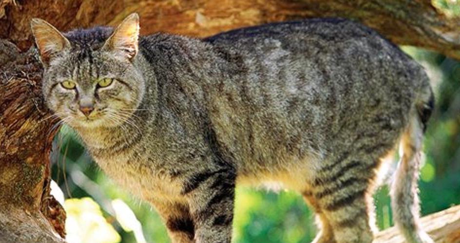 小猫的瞳孔一天三变，是什么形状的？