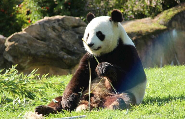 熊猫为什么，繁殖能力差？