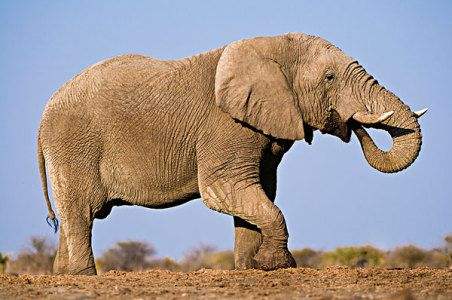 大象的年龄一般为多少？