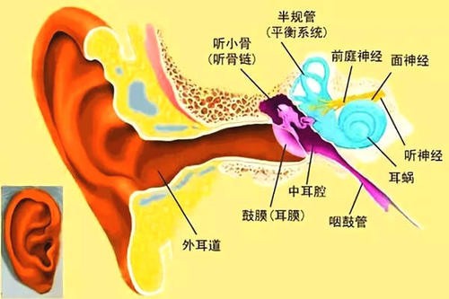 耳朵的结构图是什么样子的