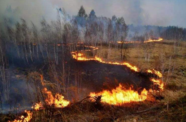 我们应该怎样预防森林火灾