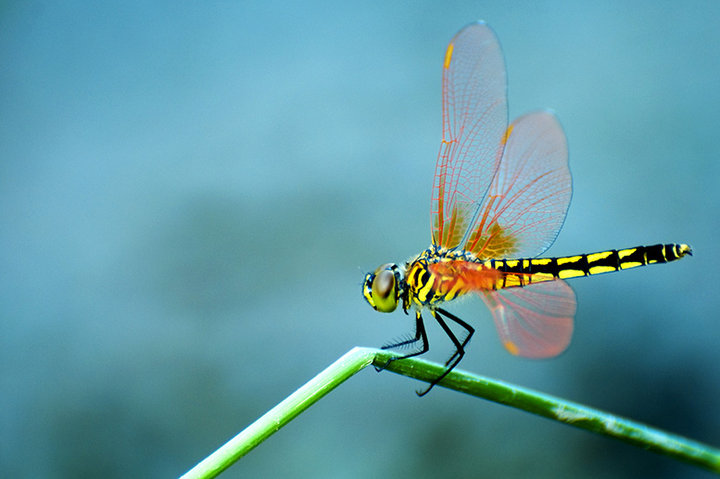 大自然中有哪些昆虫为人类作着贡献？
