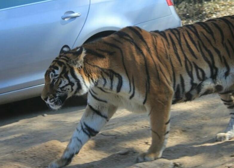 北京野生动物园老虎伤人事件处理结果是什么？
