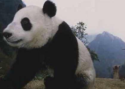 日本把熊猫养死了，国外是怎么评价的？