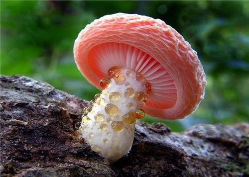 蘑菇的孢子有毒吗?