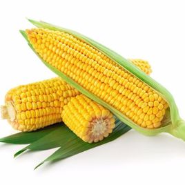 中国的几个主要玉米产地是哪里？