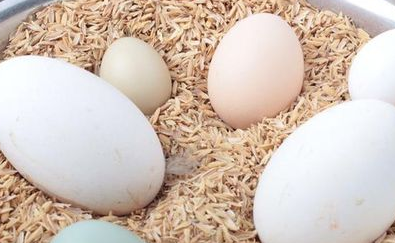 鹅蛋和鸡蛋哪个营养价值高