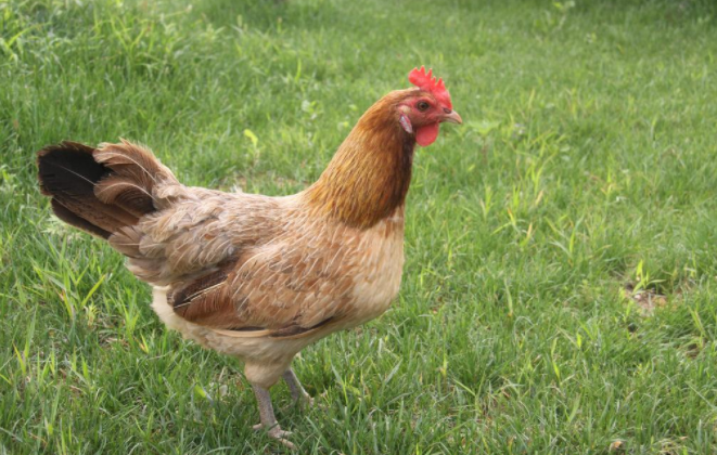 chicken和hen有什么区别？