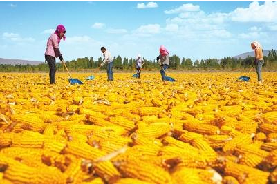 中国的玉米制种基地都分布在哪个省份哪个地区？