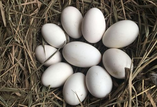 鹅蛋和鸡蛋，鸭蛋的营养有什么不同