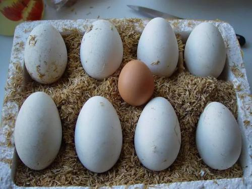 鹅蛋和鸡蛋哪个更有营养