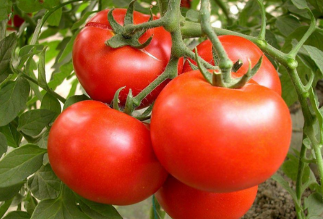 种西红柿要多少天才结果？