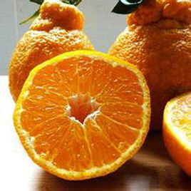 水果不知火和丑橘有什么区别