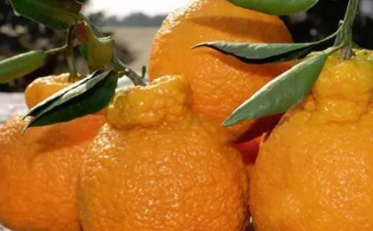 吃丑橘会上火吗？什么原理？