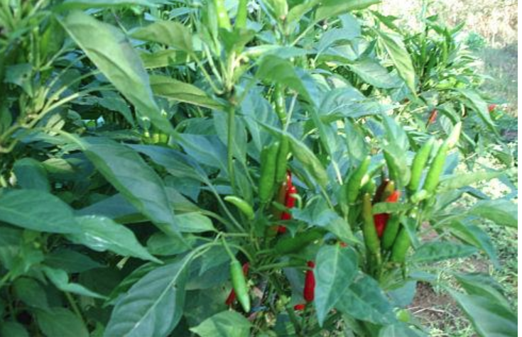 菜园里的辣椒上很多蚂蚁怎么办？