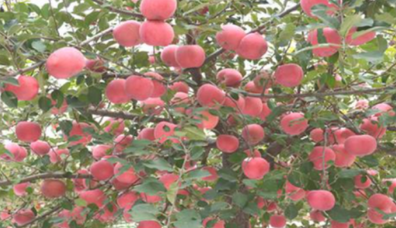 一亩地可栽种多少棵苹果树
