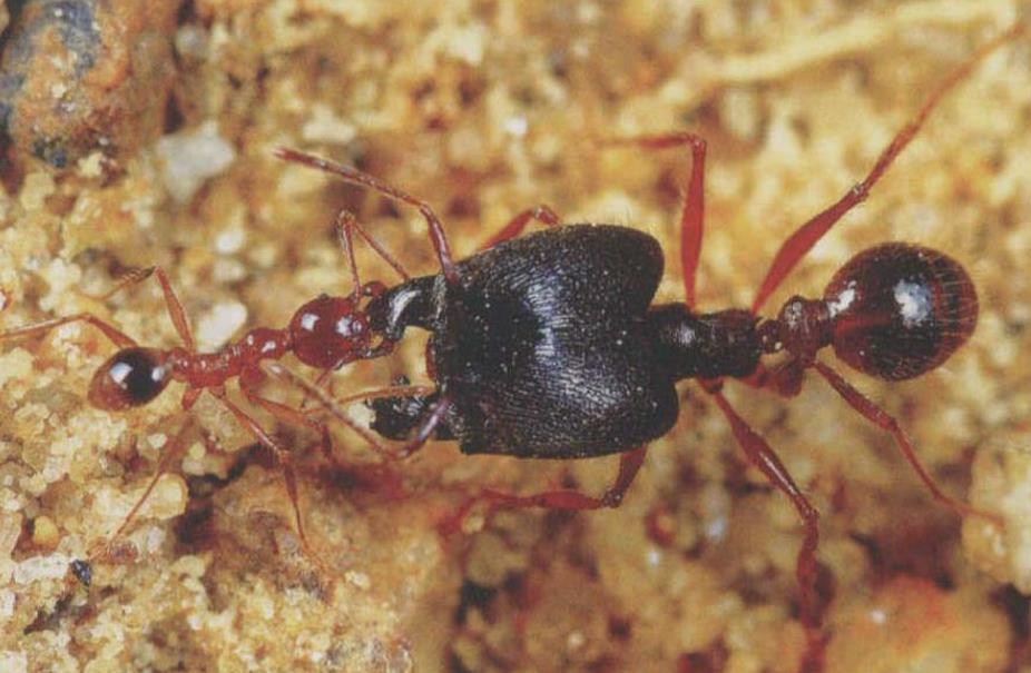 院子里大头蚂蚁很多，有什么方法可以消灭它们啊？