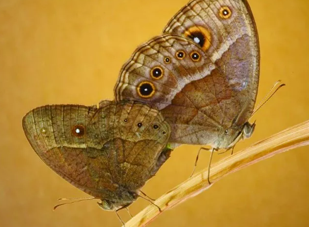 蝴蝶是怎样判别空气中气味的？