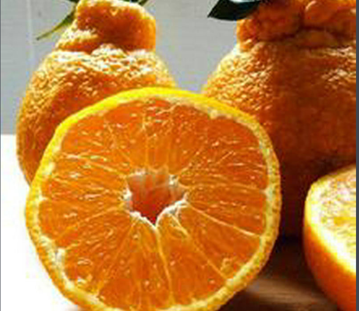 丑橘和春见是一个品种嘛?