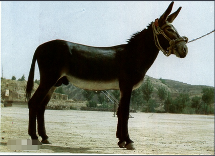 驴的尾巴是什么样子的