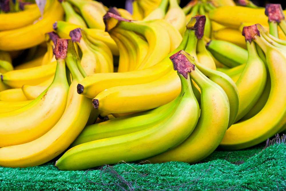 为什么香蕉是弯着长的呢？