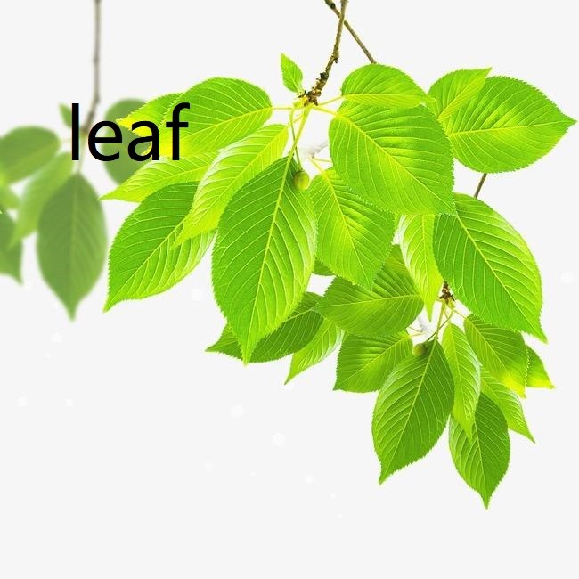 Leaf什么意思
