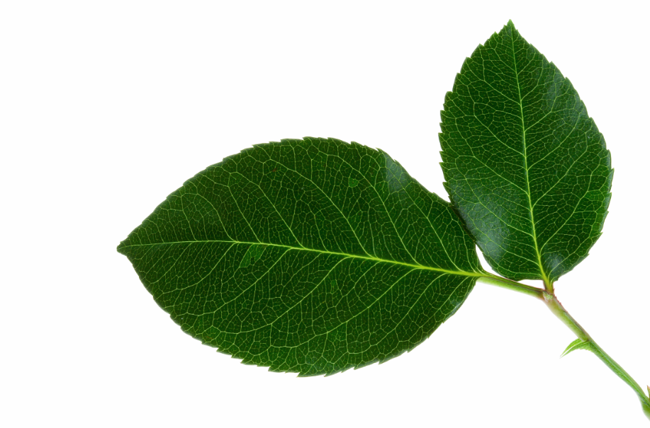 leaf是什么意思？