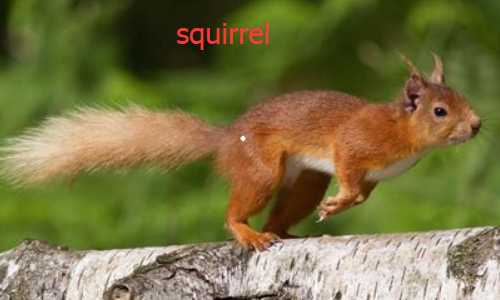 squirrel怎么读