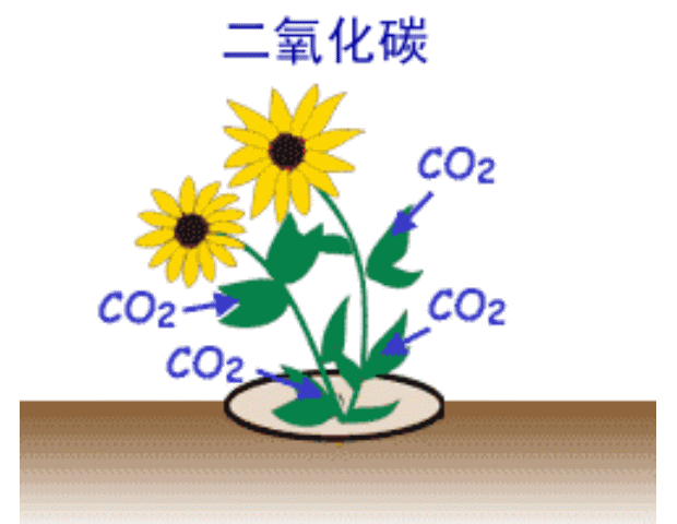 植物的光合作用            化学方程式：______相对分子...