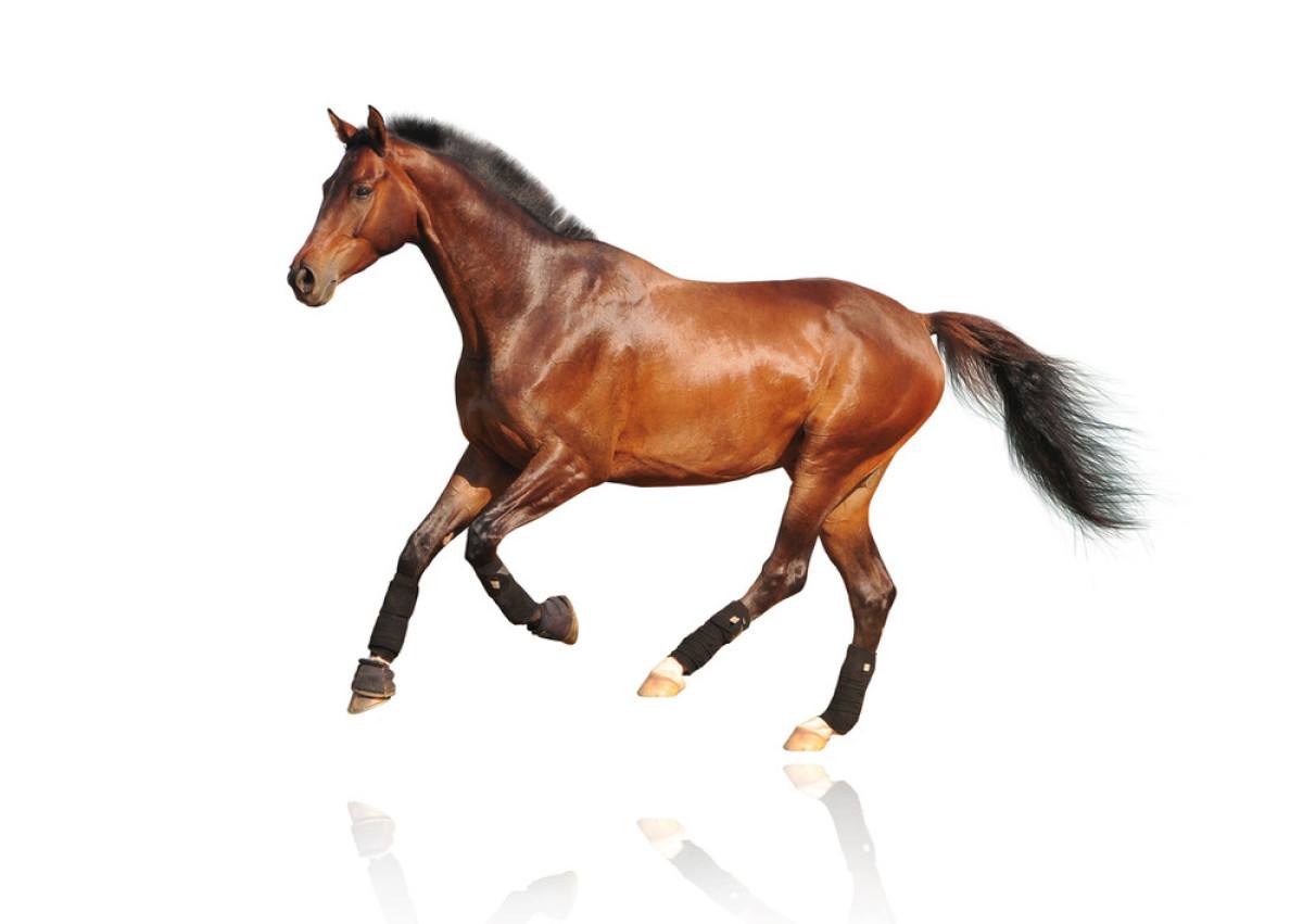 马的速度，可以一次奔跑多少公里或时间？