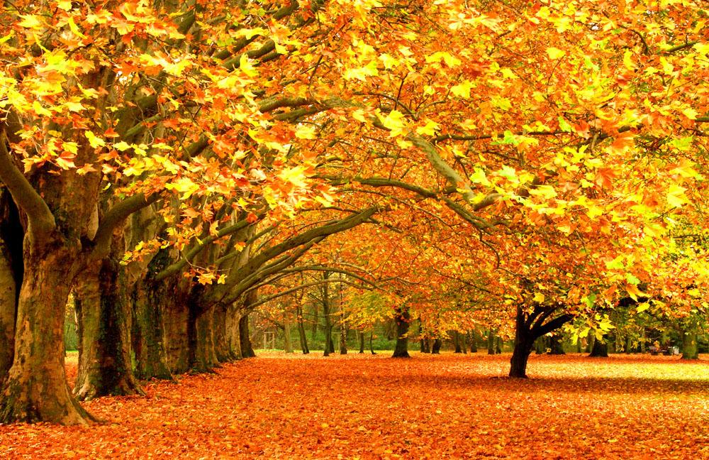 形容“秋天美丽”的成语有哪些？