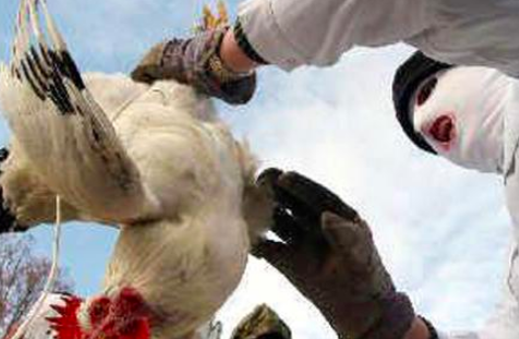 中国上一次禽流感是哪一年?