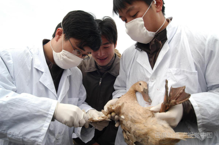 中国禽流感哪一年