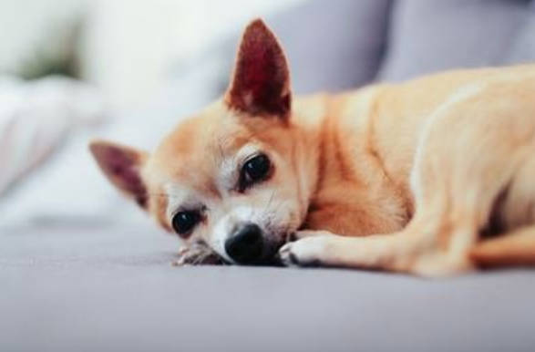 初步辨别狗狗呕吐是什么原因引起的？