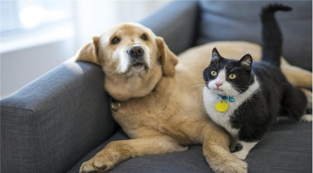 如何让家里的猫和狗和谐相处？