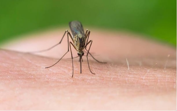 被蚊子咬后，怎样止痒快速有效？