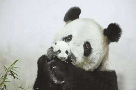 10年养死5只熊猫 上海野生动物园：养的多死的多