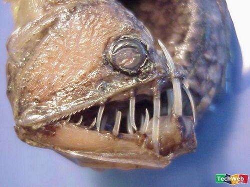 俄渔民捕怪异长翅深海鱼 盘点十大可怕的深海鱼类！