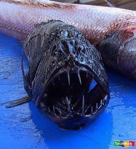 俄渔民捕怪异长翅深海鱼 盘点十大可怕的深海鱼类！