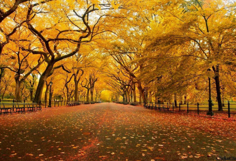 关于秋天的诗歌-关于秋天的诗歌,关于,秋天,诗歌 - 早旭阅读